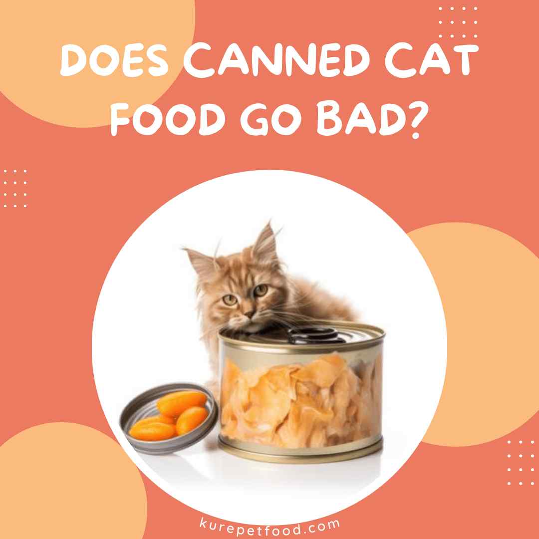 Does Canned Cat Food Go Bad?