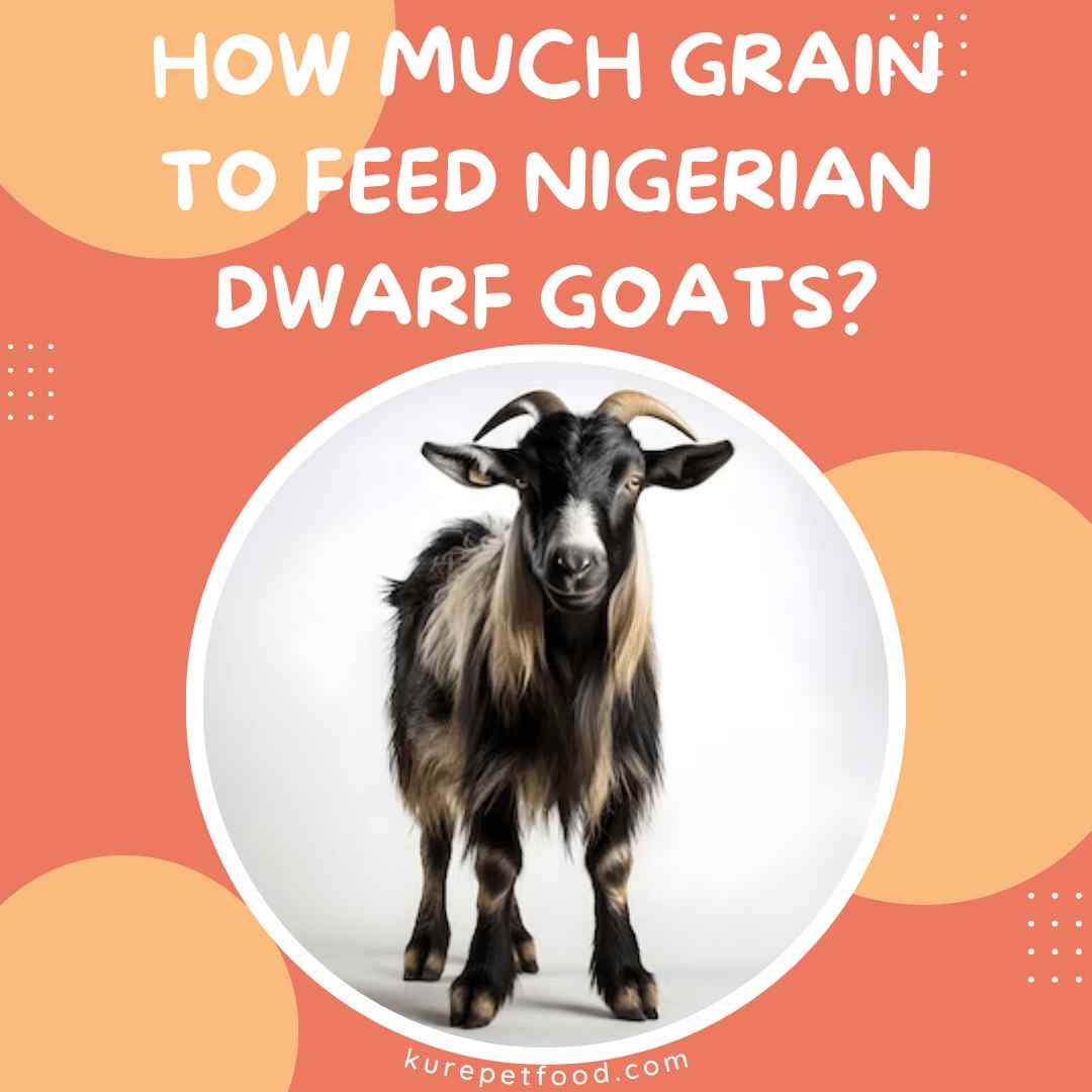 How Much Grain To Feed Nigerian Dwarf Goats?