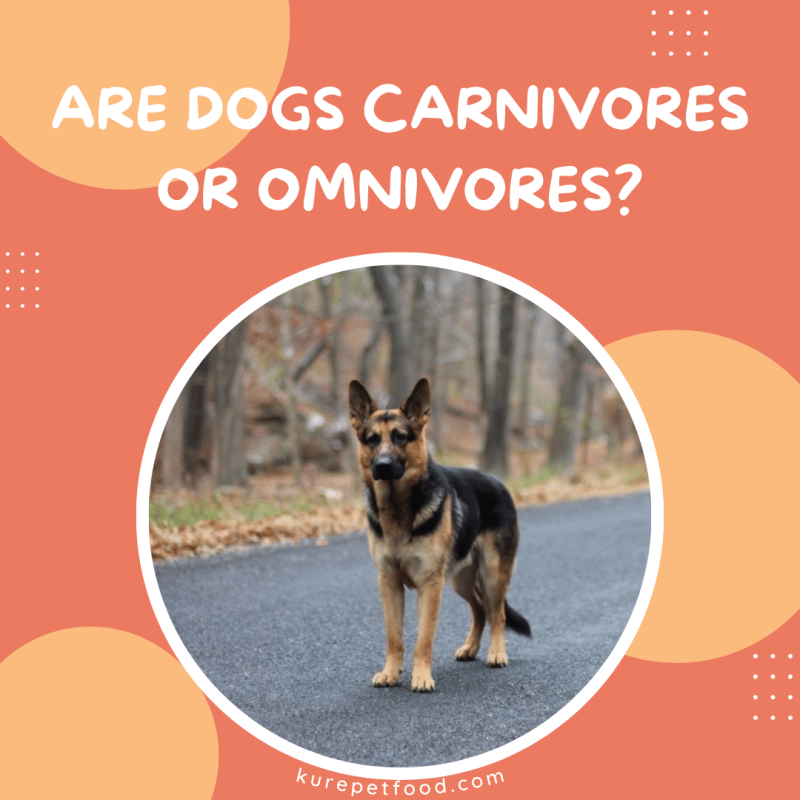 Are Dogs Carnivores Or Omnivores?